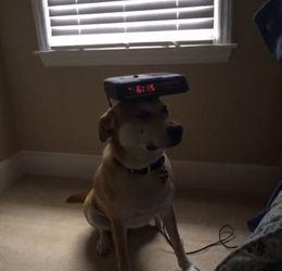 美国人与狗视频,跨越物种的深情互动