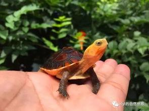 黄缘龟养殖视频,从孵化到成龟的养殖技巧揭秘