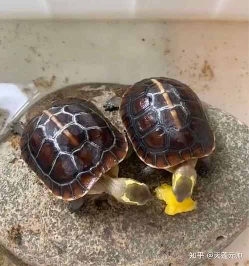 黄缘龟养殖视频,从孵化到成龟的养殖技巧揭秘