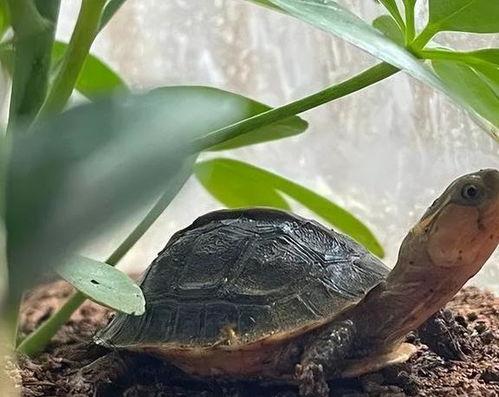 黄缘龟养殖视频,从孵化到成龟的养殖技巧揭秘