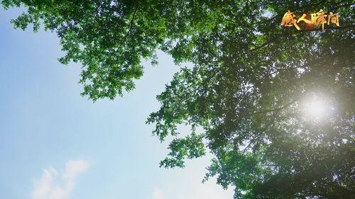 微滴灌视频,高效农业灌溉的革新之路