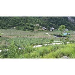 微滴灌视频,高效农业灌溉的革新之路